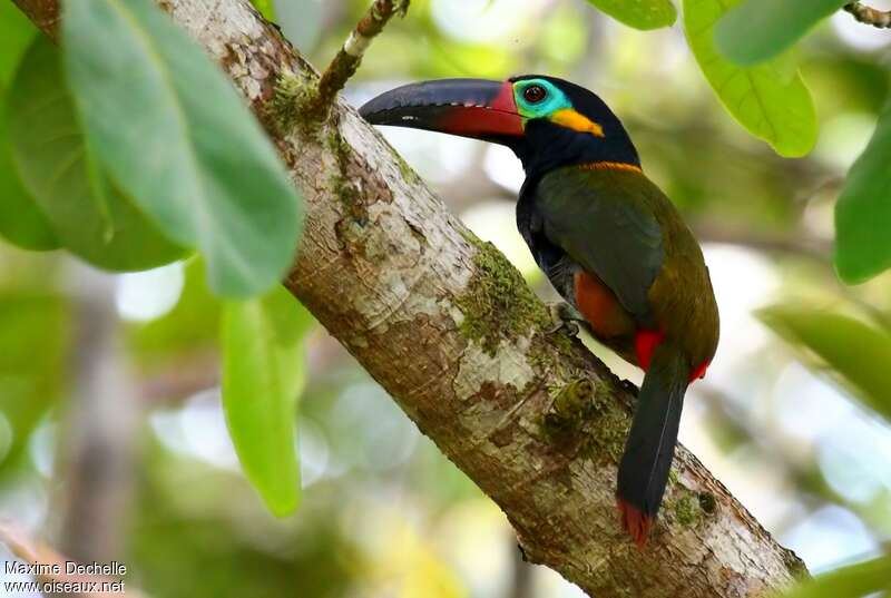 Guianan Toucanet male adult, identification