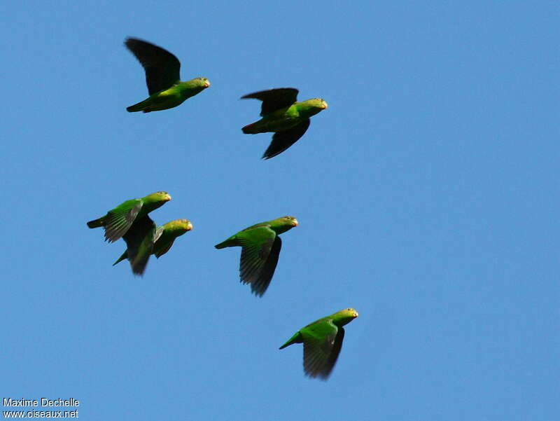 Sapphire-rumped Parrotlet, Flight