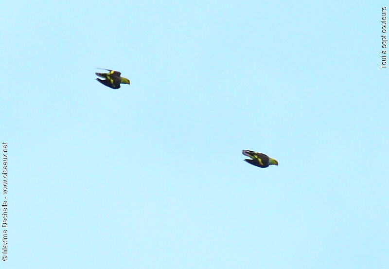 Lilac-tailed Parrotlet, Flight