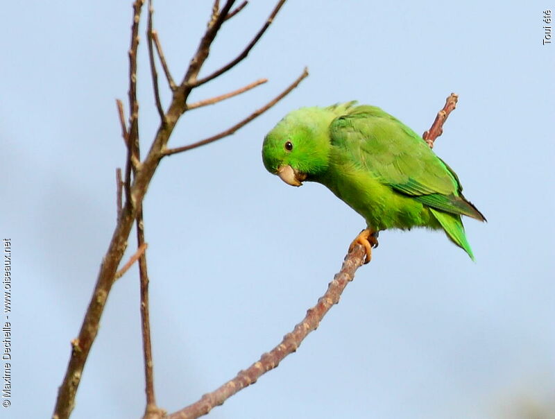 Green-rumped Parrotlet male adult