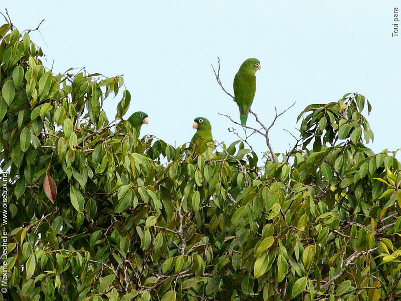 Golden-winged Parakeet