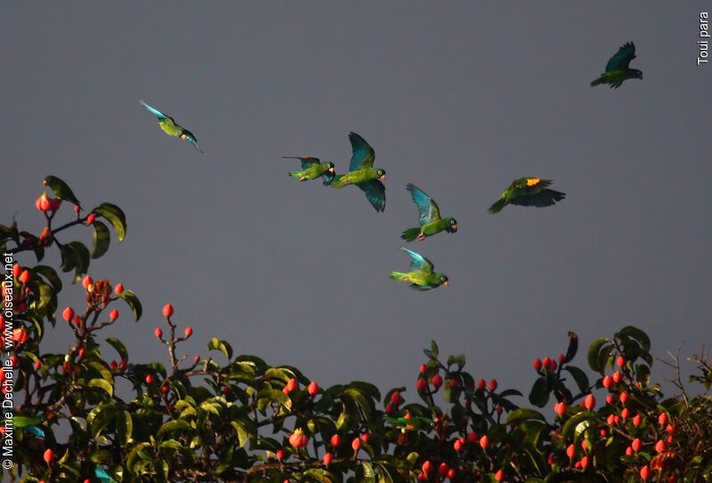 Golden-winged Parakeet, identification, Flight, feeding habits, Behaviour