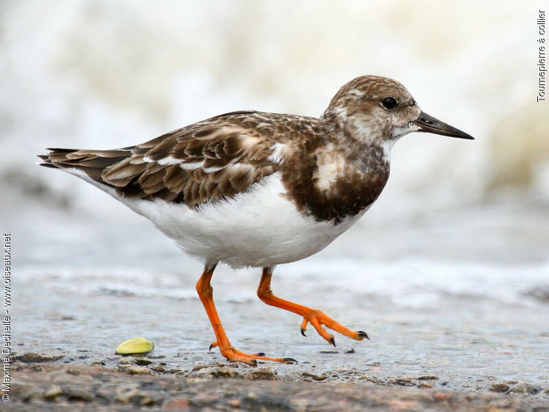 Ruddy Turnstone, identification