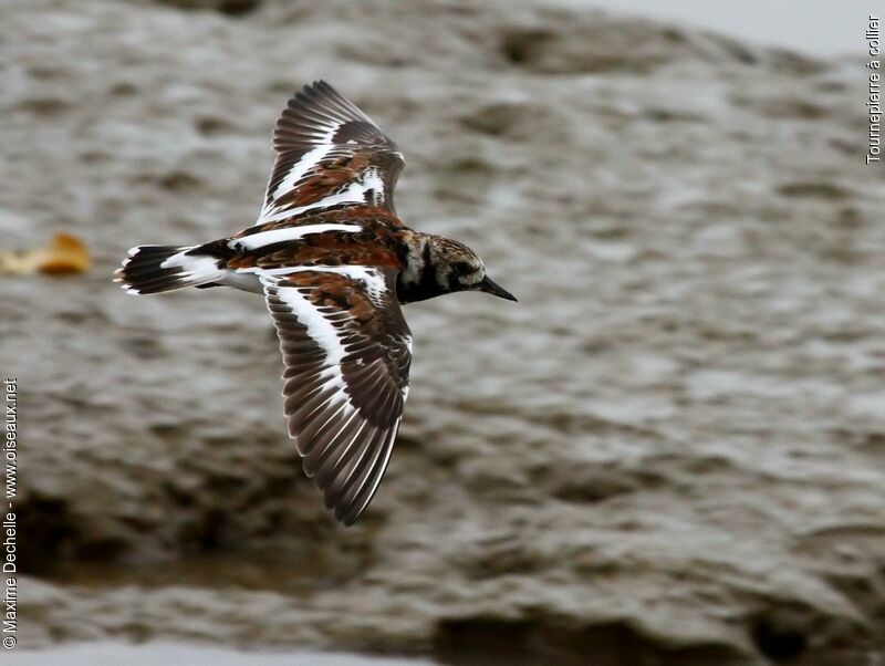 Ruddy Turnstone, Flight