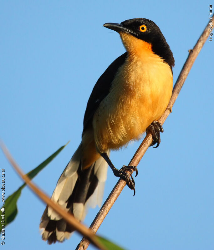 Black-capped Donacobius, identification