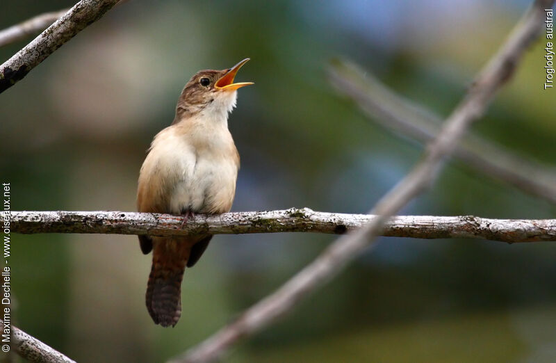 Southern House Wren, identification, song