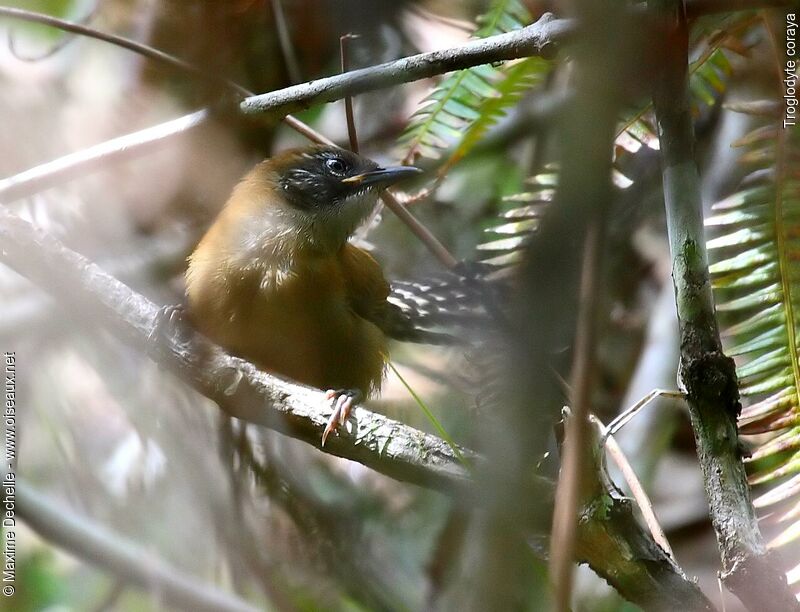 Coraya Wrenjuvenile