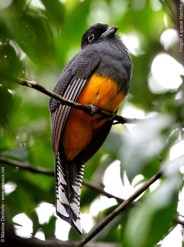 Trogon à queue blanche femelle adulte, identification