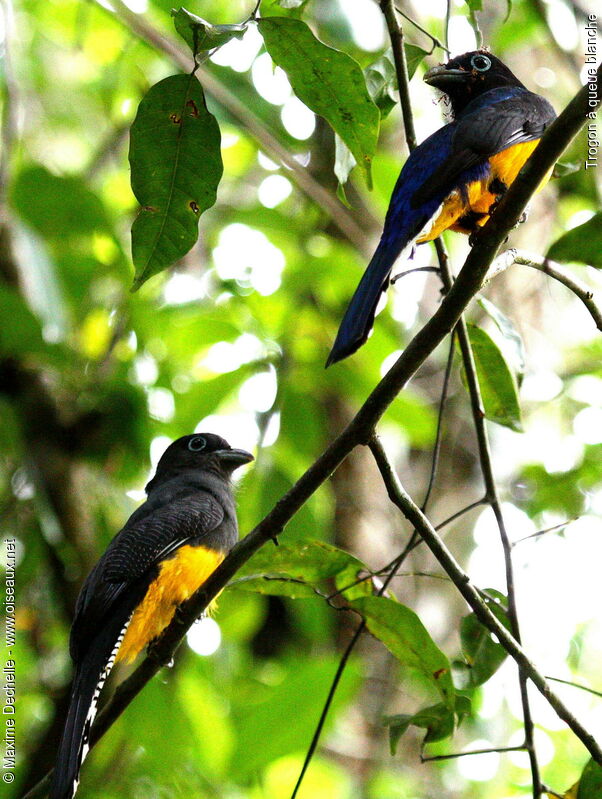 Trogon à queue blanche adulte, identification, Comportement