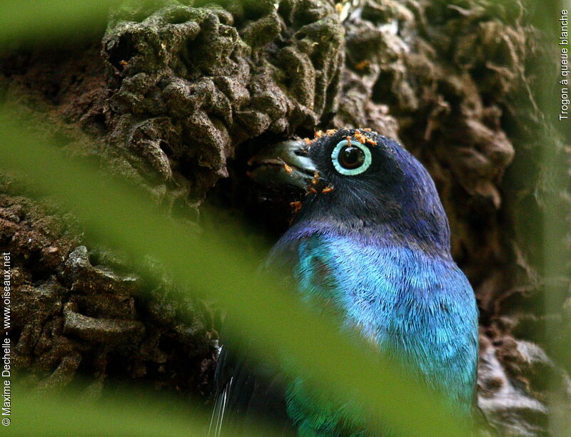 Trogon à queue blanche mâle adulte, Nidification, Comportement