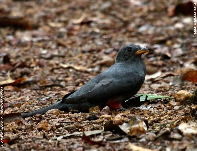 Black-tailed Trogon female adult, identification, Behaviour