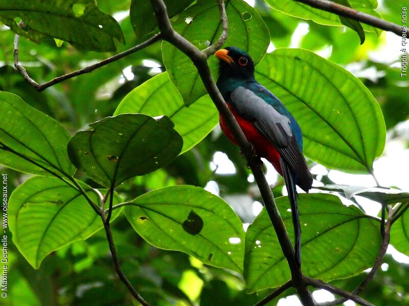 Trogon à queue noire mâle adulte