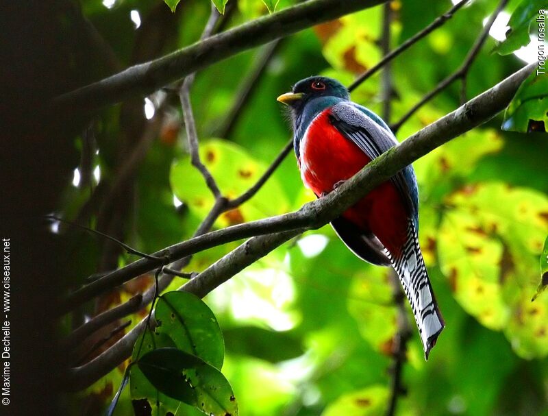 Trogon rosalba mâle adulte