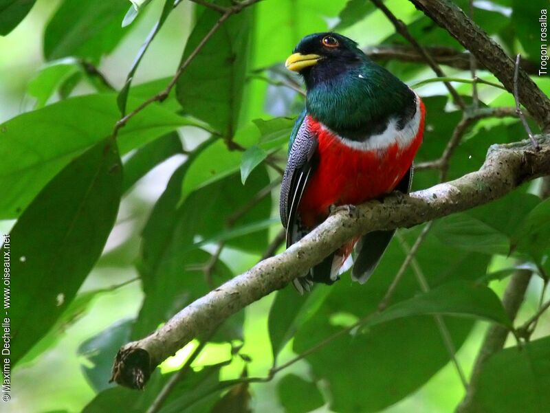 Trogon rosalba mâle adulte