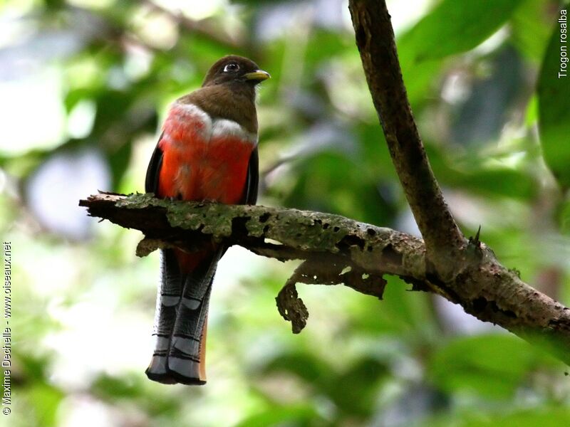 Trogon rosalba femelle adulte, identification