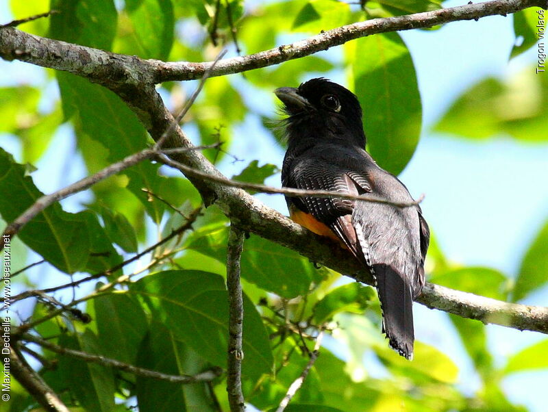 Trogon violacé femelle adulte