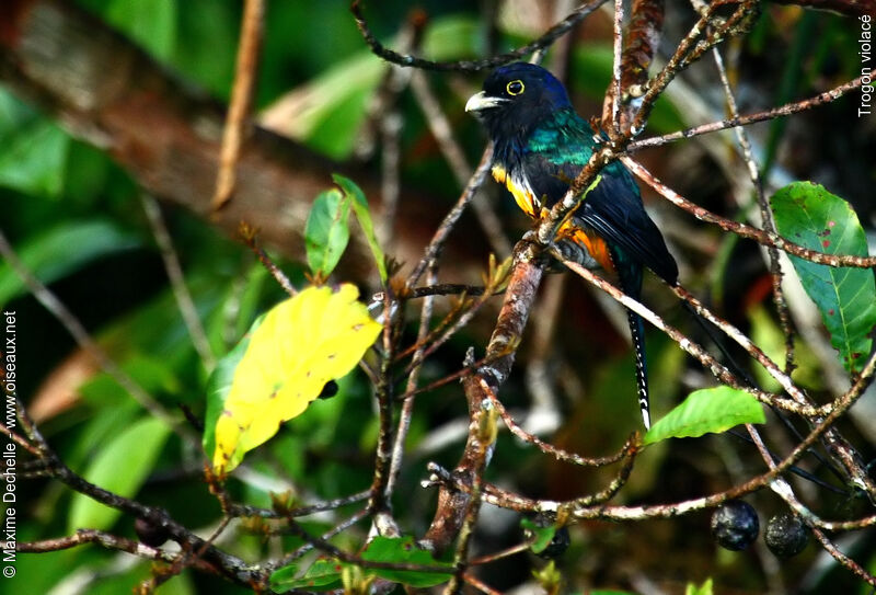 Trogon violacé mâle adulte, identification