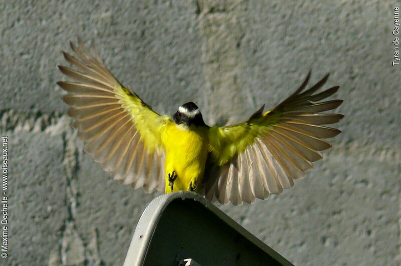 Rusty-margined Flycatcher, Flight