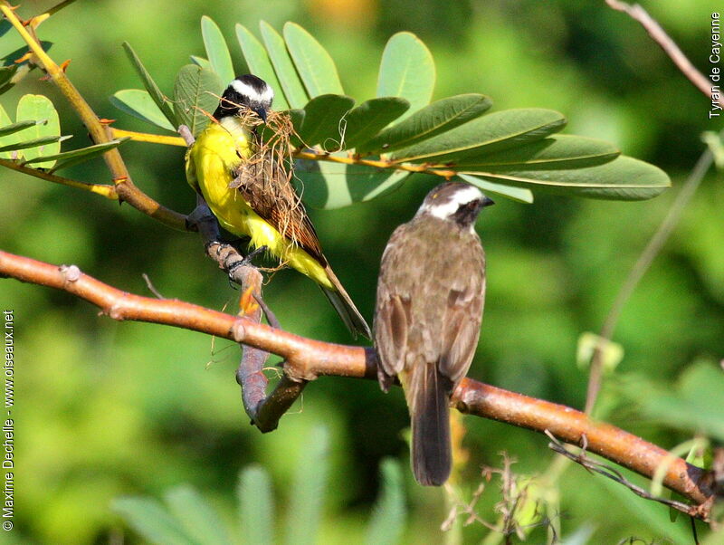 Rusty-margined Flycatcher adult