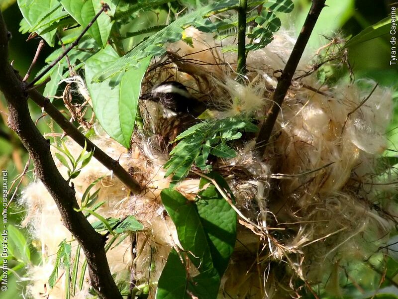 Rusty-margined Flycatcher, Reproduction-nesting