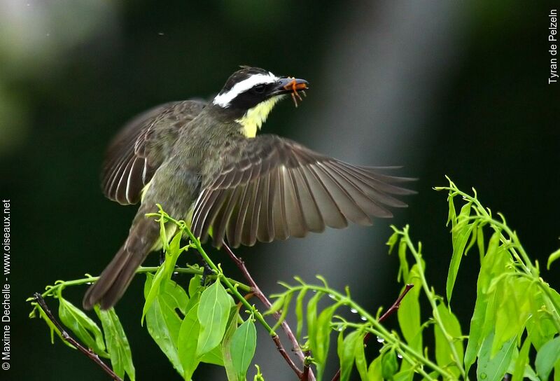 Yellow-throated Flycatcher, feeding habits