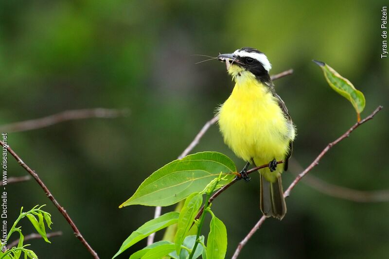 Yellow-throated Flycatcher, feeding habits