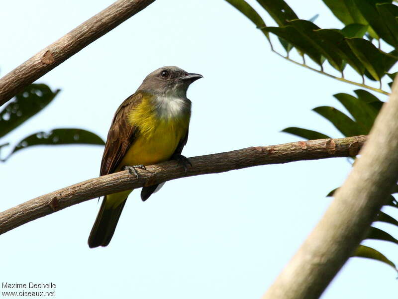 Sulphury Flycatcheradult, identification