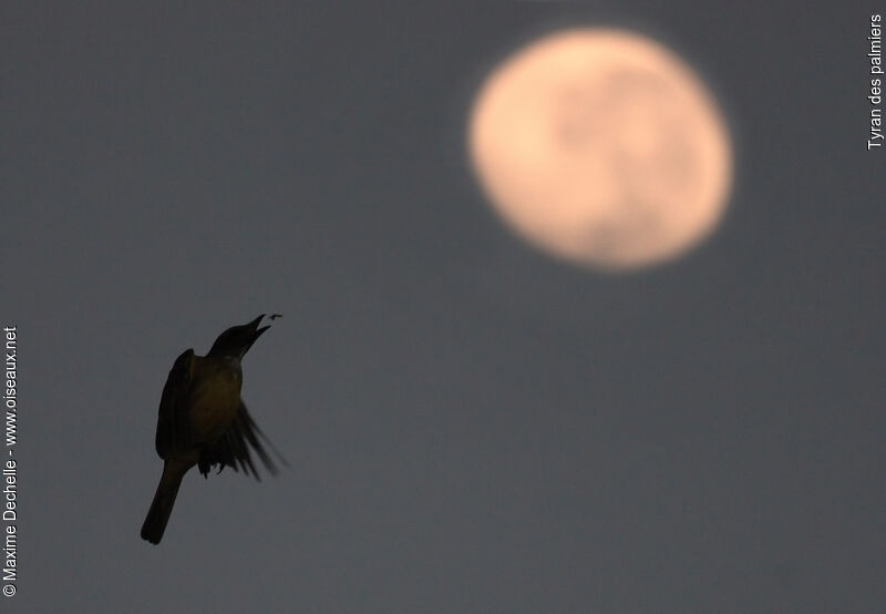 Sulphury Flycatcher, Flight, feeding habits