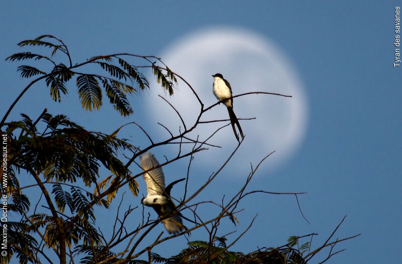 Fork-tailed Flycatcher, Flight