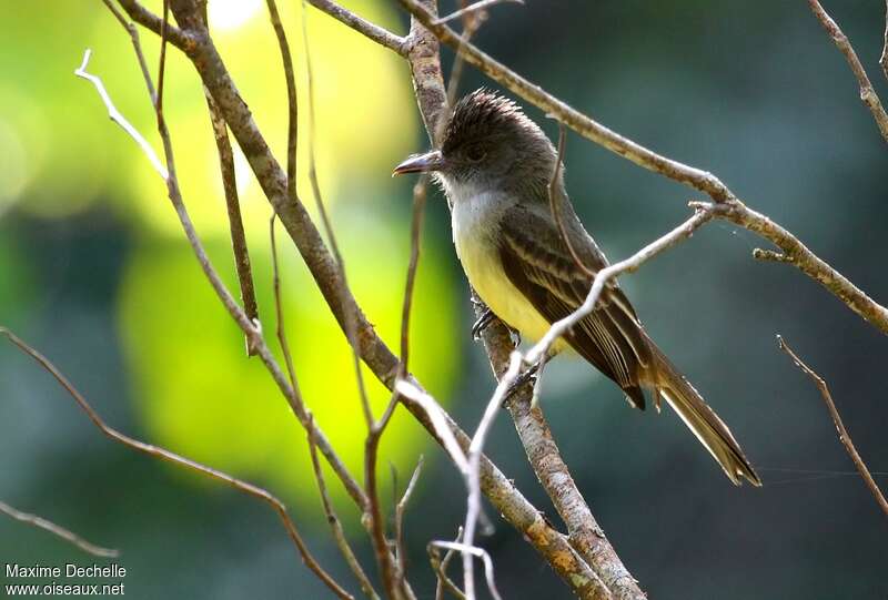 Short-crested Flycatcheradult