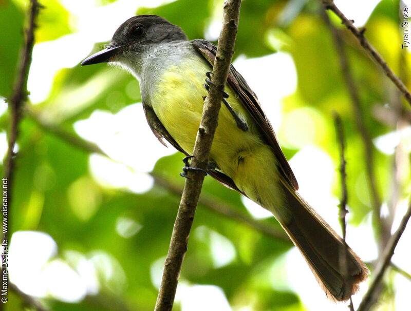 Short-crested Flycatcher, identification