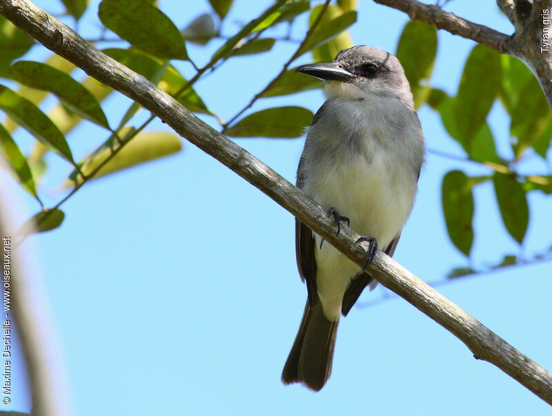 Grey Kingbird