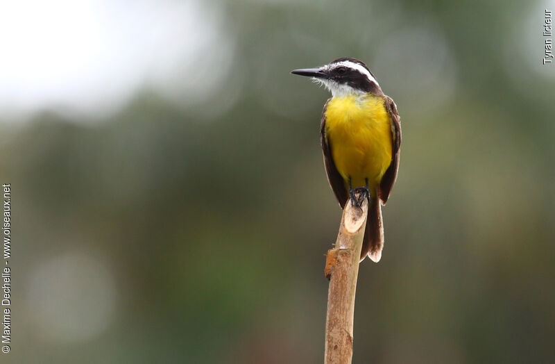 Lesser Kiskadee, identification