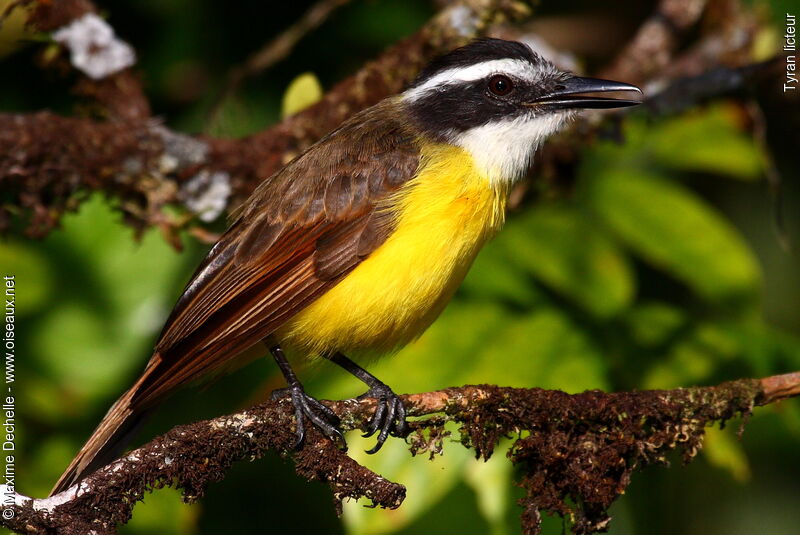 Lesser Kiskadee, identification