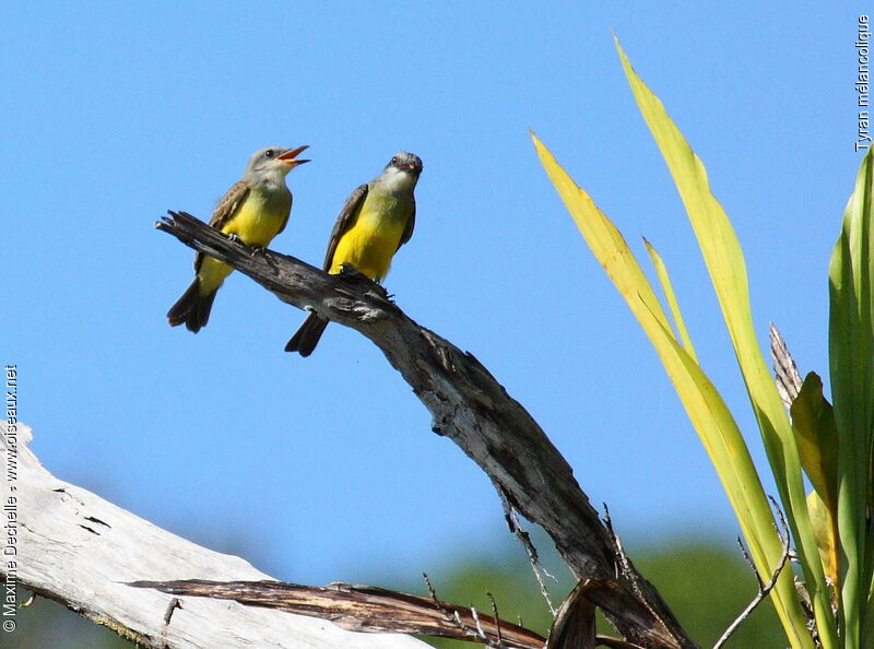 Tropical Kingbird