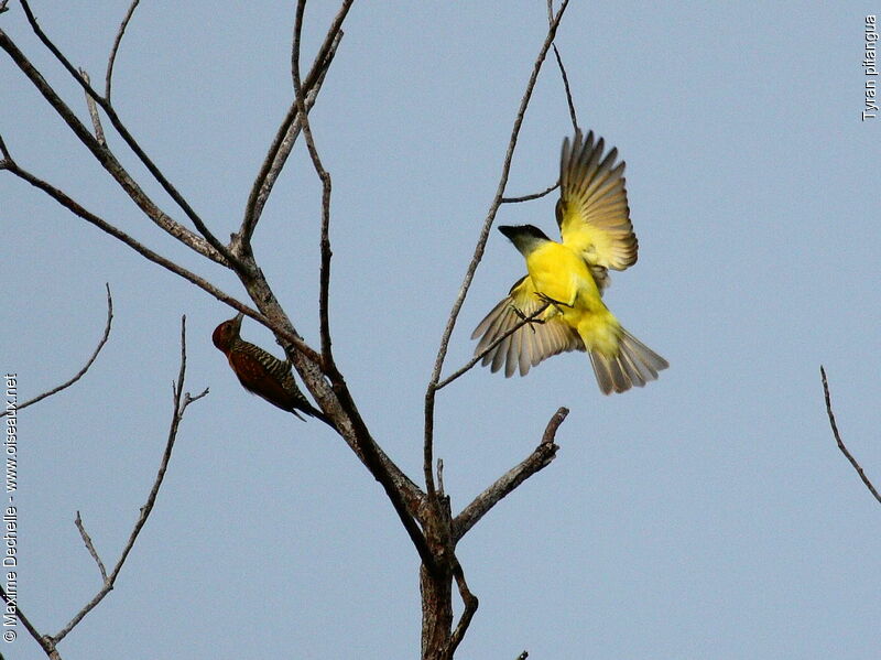 Boat-billed Flycatcher, Flight, Behaviour