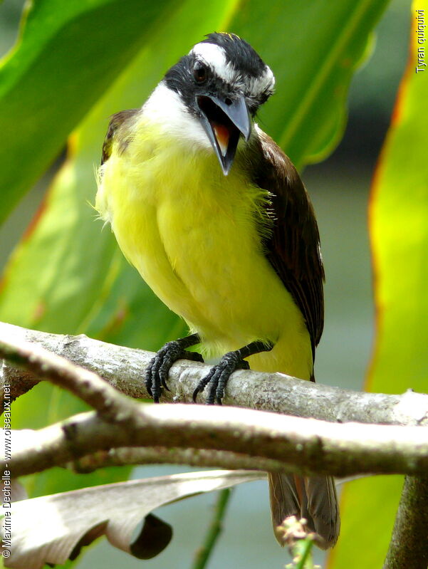 Great Kiskadee