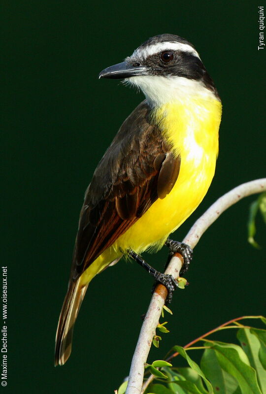 Great Kiskadee, identification