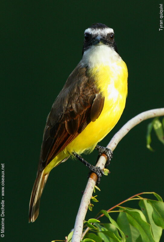 Great Kiskadee