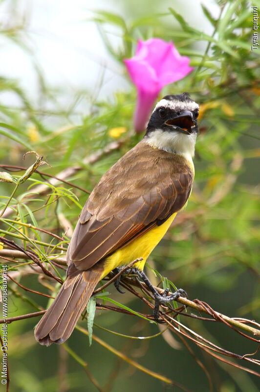 Great Kiskadee, identification