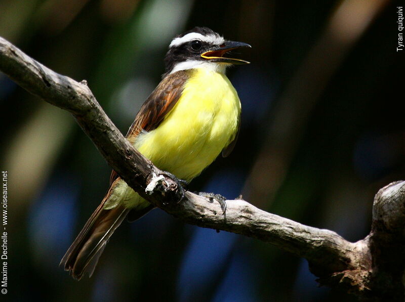 Tyran quiquivijuvénile, identification