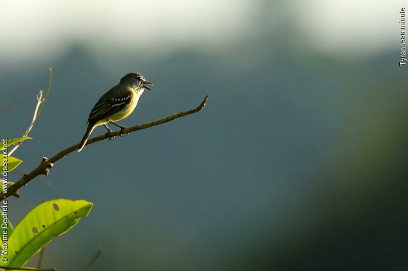 White-lored Tyrannulet, song