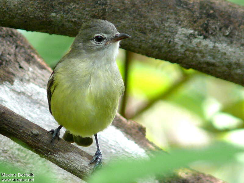 Tyranneau passegrisadulte, identification