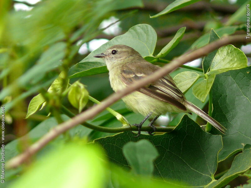 Southern Mouse-colored Tyrannulet