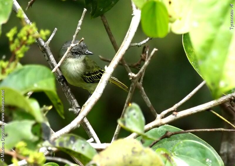 Guianan Tyrannulet