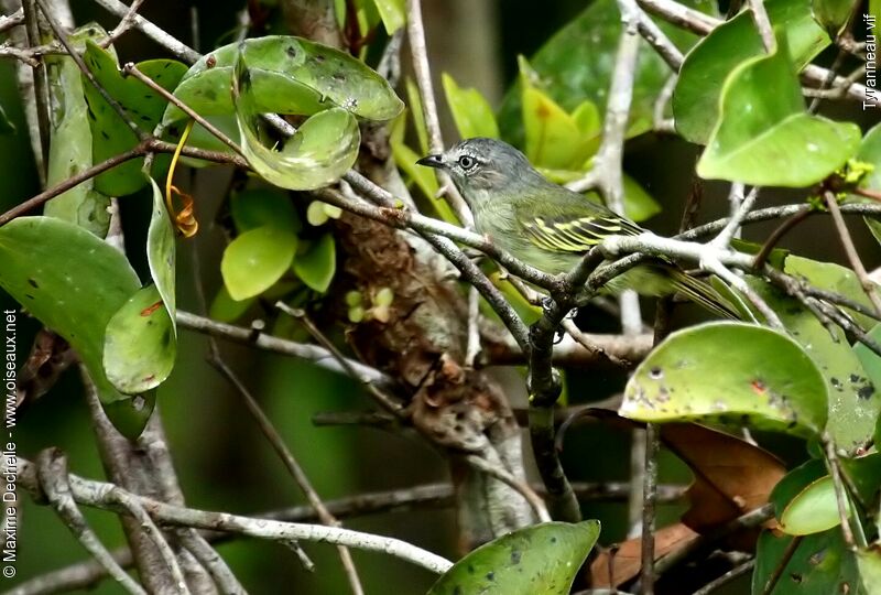 Guianan Tyrannulet