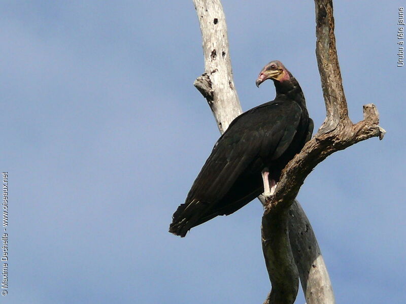 Lesser Yellow-headed Vulture male immature