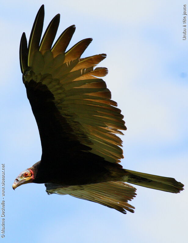 Lesser Yellow-headed Vulture, Flight