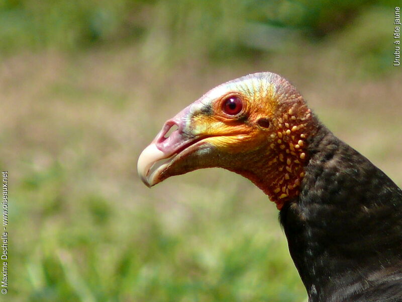 Lesser Yellow-headed Vulture