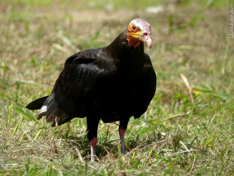 Lesser Yellow-headed Vulture